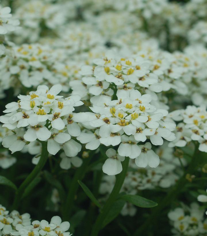 Iberis sempervirens Snowflake