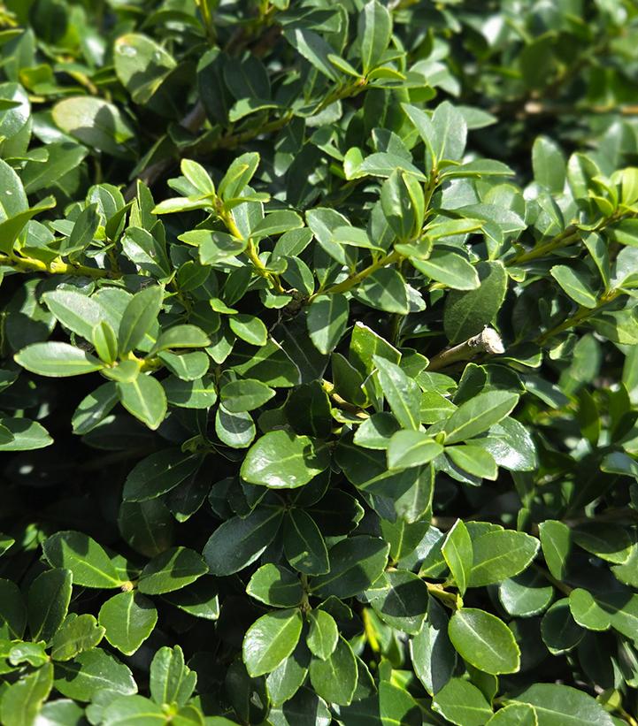 Ilex crenata 'Green Lustre'