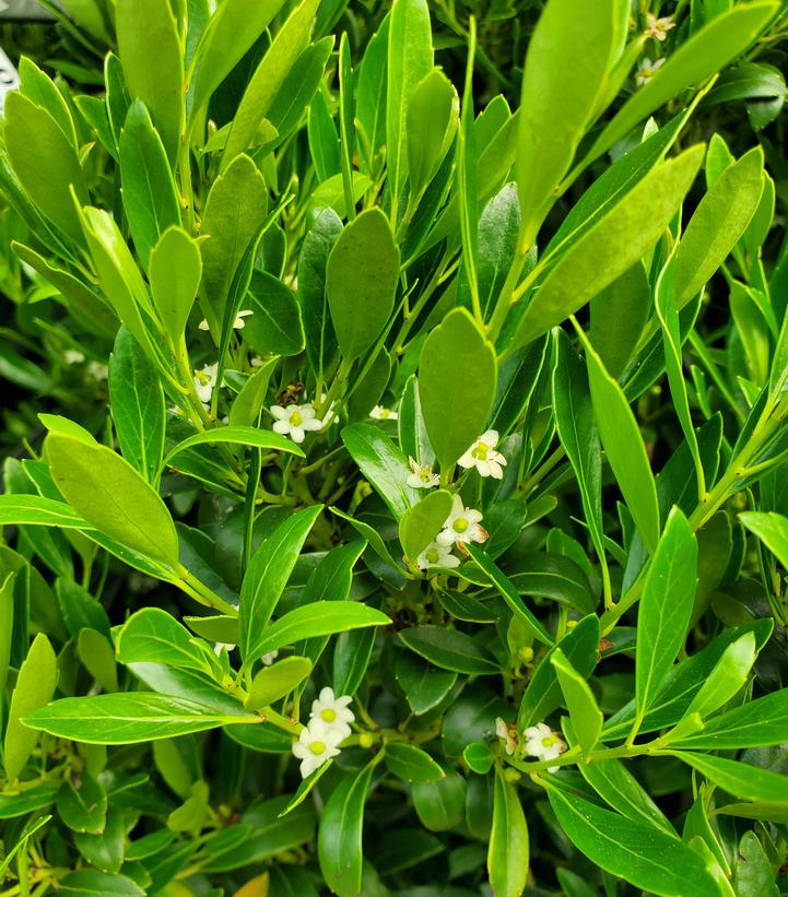 Ilex glabra Shamrock