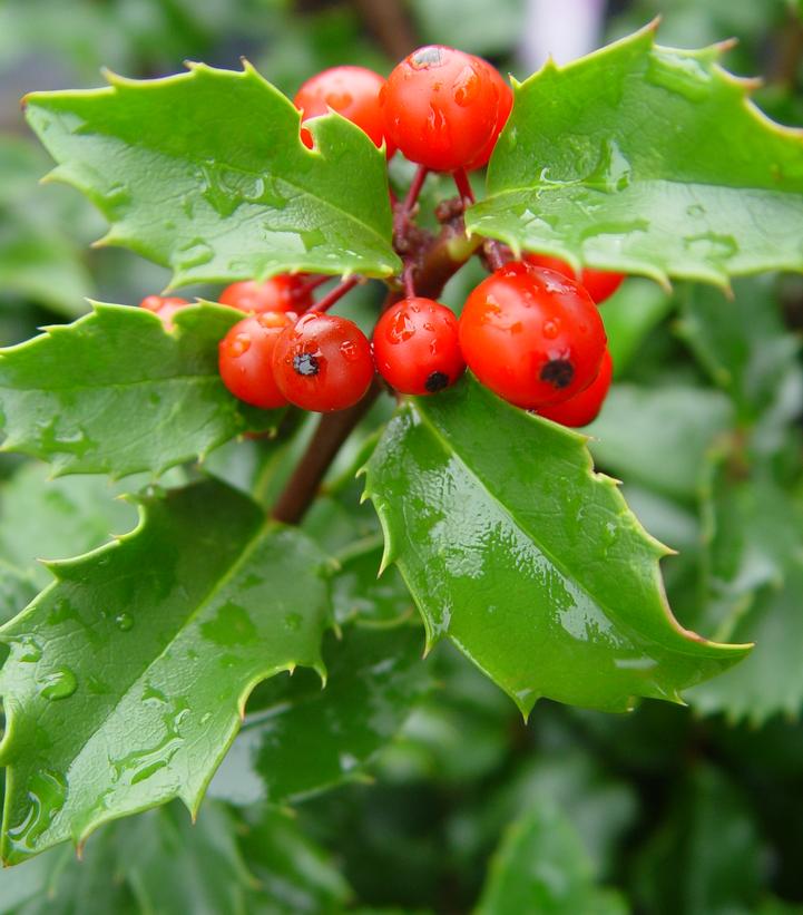 Ilex X 'meserveae Blue Princess' Blue Princess Holly from Dietrich Gardens