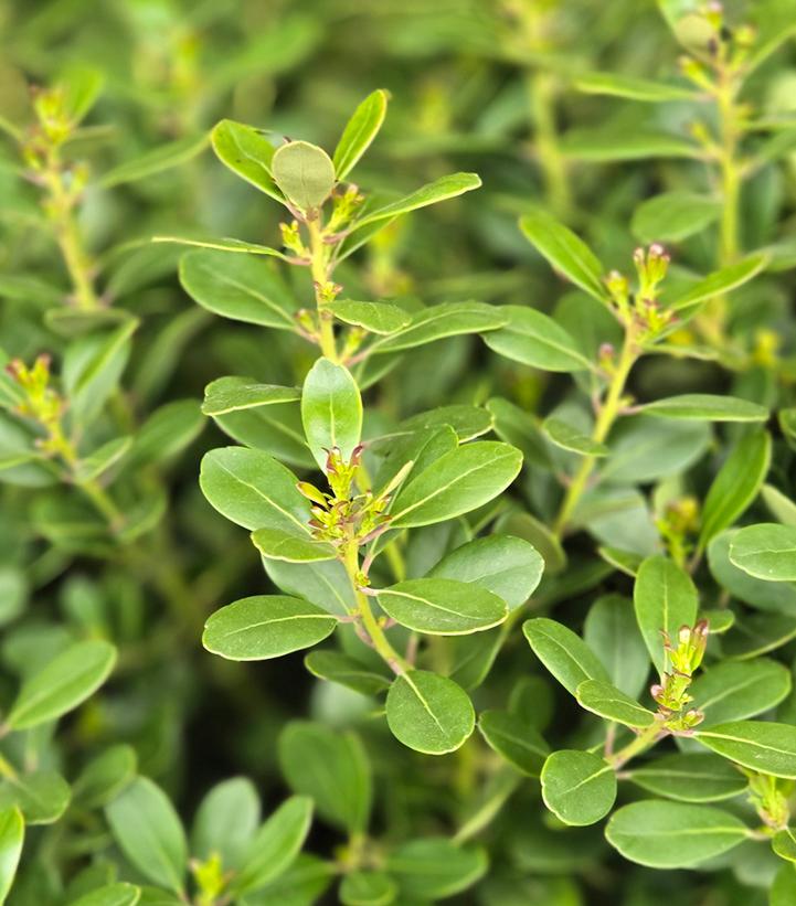 Ilex crenata 'Compacta'