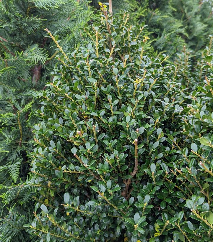 Ilex crenata Steeds