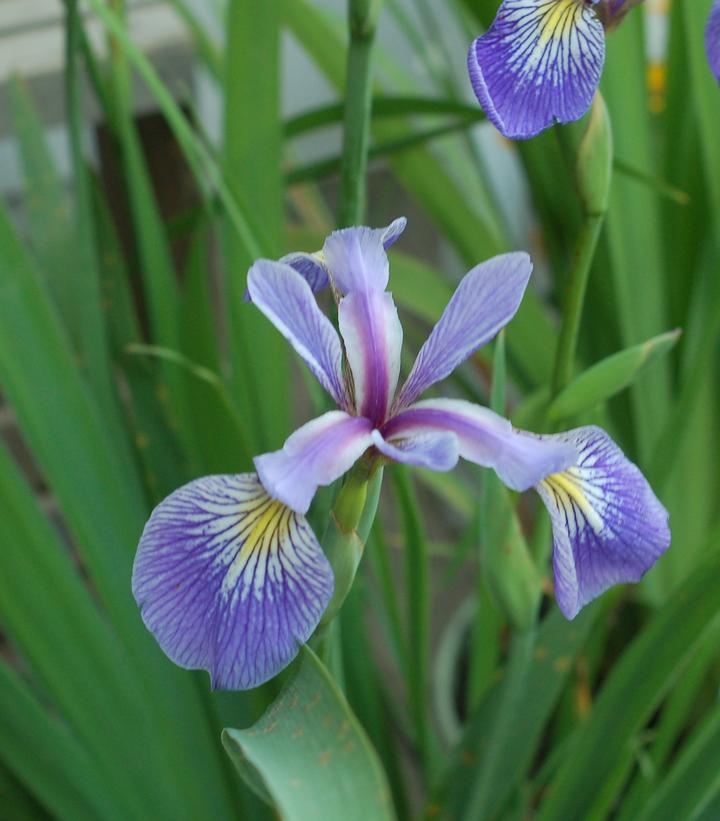 Iris versicolor 