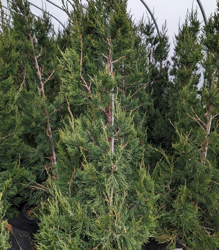 Juniperus c. 'Hetzii columnaris' Columnar Hetzi Juniper from Dietrich ...