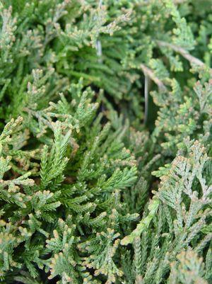 Juniperus horizontalis ''Wiltoni'' Blue Rug Juniper from Dietrich Gardens