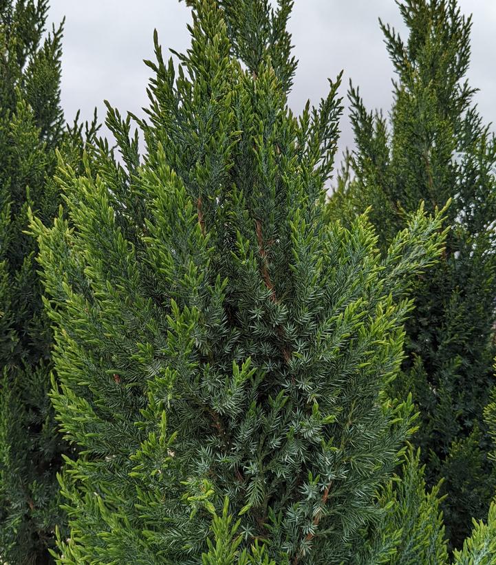 Juniperus chinensis Blue Point