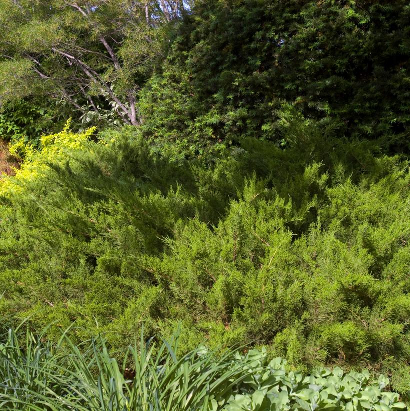 Juniperus chinensis Sea Green