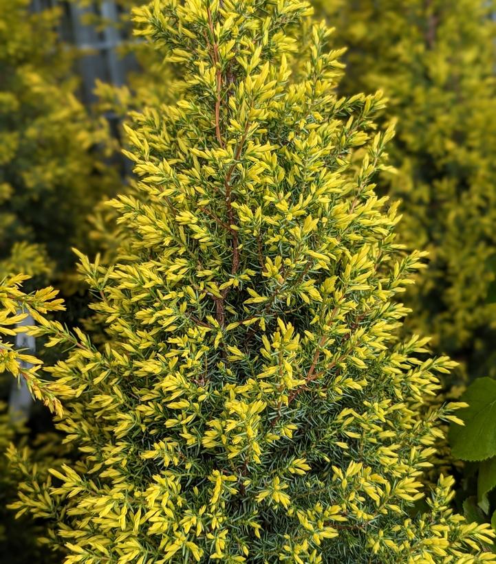 Juniperus communis 'Gold Cone' Gold Cone Juniper from Dietrich Gardens