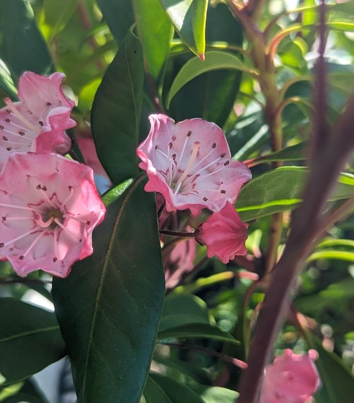 Kalmia lat. 'Nipmuck'