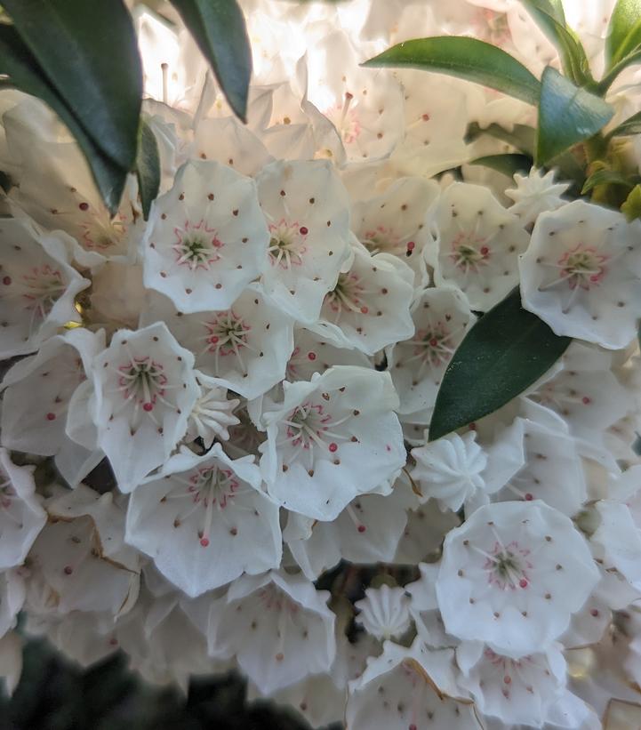 Kalmia lat. 'Elf'