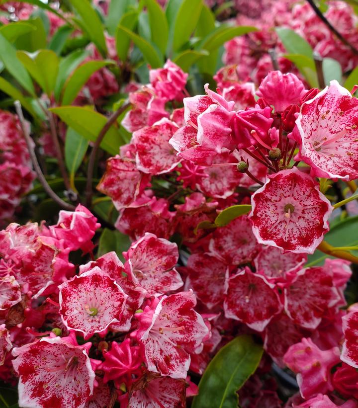 Kalmia lat. Kaleidoscope