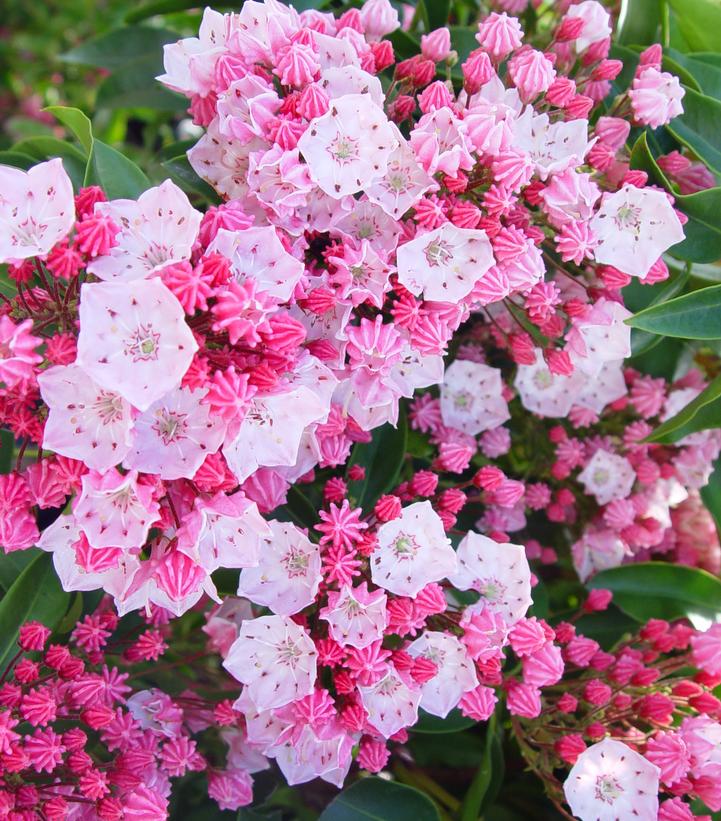 Kalmia lat. Nathan Hale