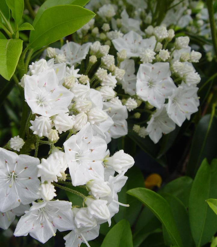 Kalmia lat. Snowdrift