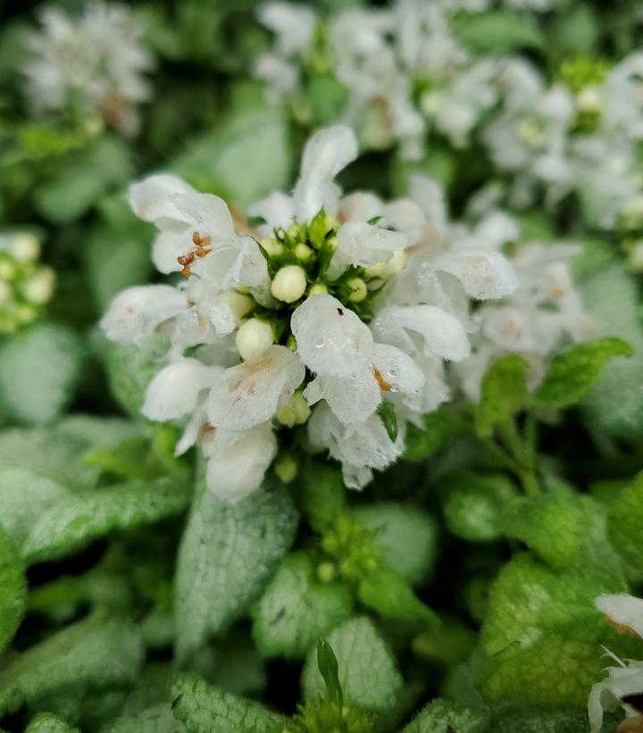 Lamium maculatum White Nancy