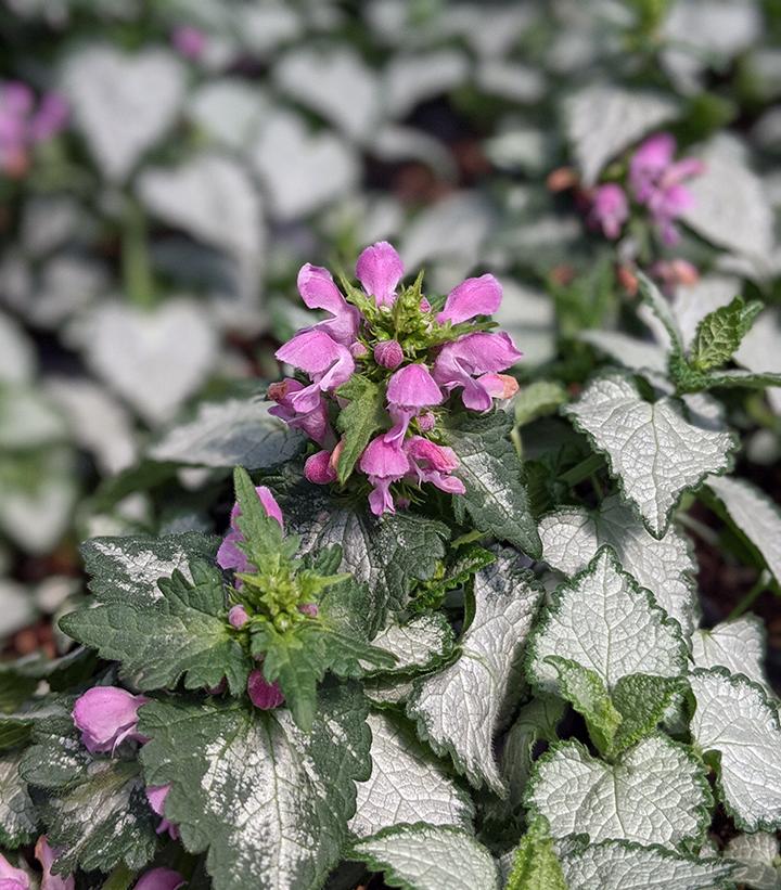 Lamium maculatum Pink Chablis