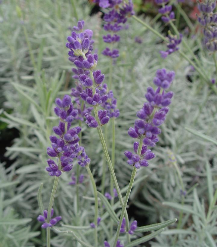 Lavandula ang. 'Hidcote'