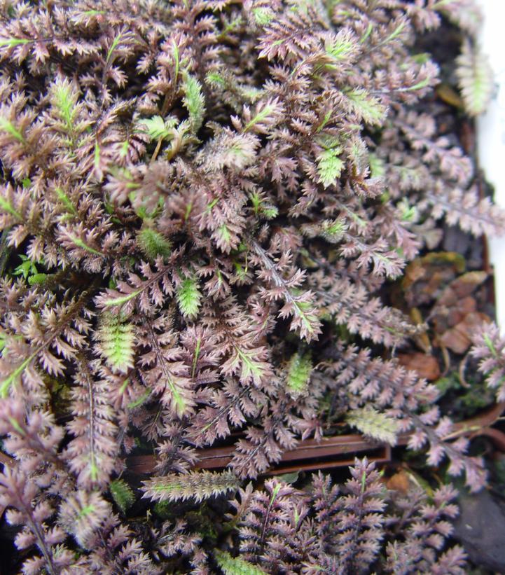 Leptinella Platts Black