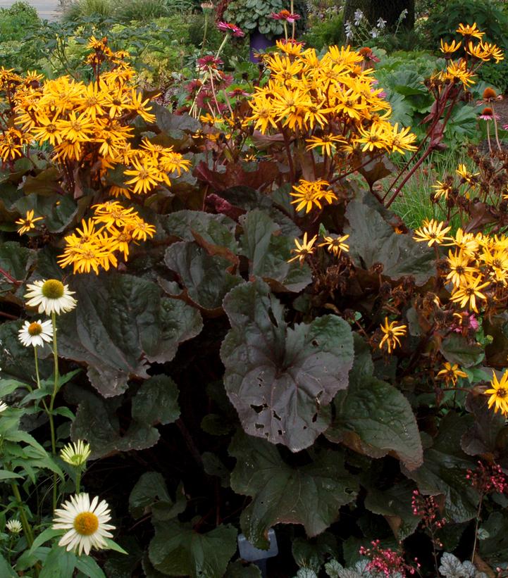 Ligularia dentata 'Britt Marie Crawford'