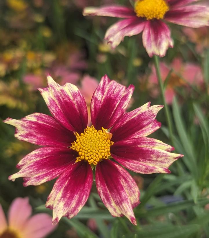 Coreopsis Li'l Bang 'Starlight'