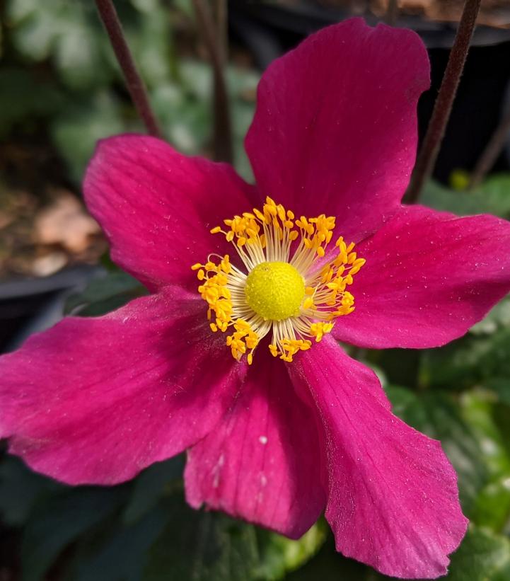 Anemone Fantasy™ 'Red Riding Hood'