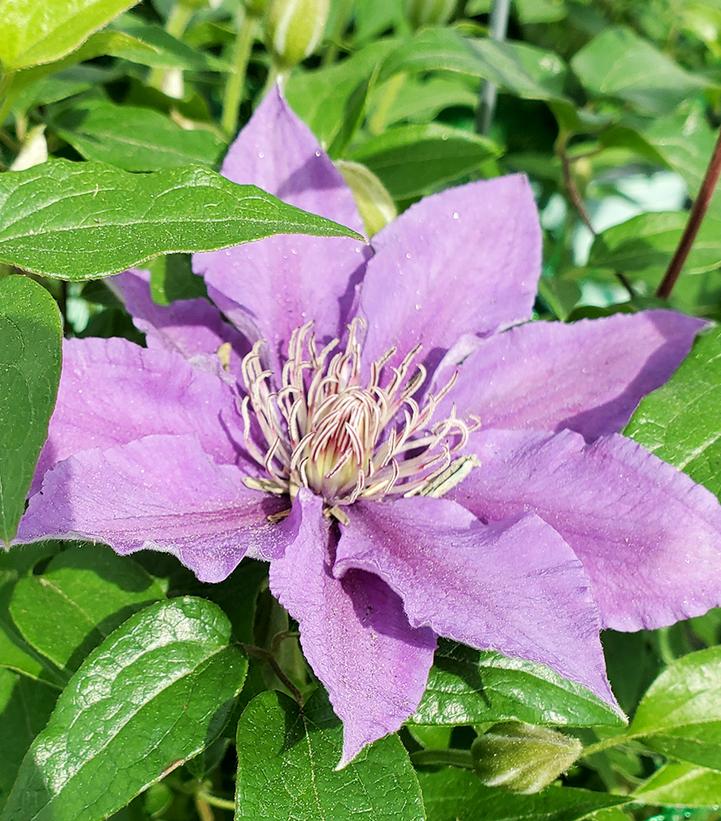 Clematis Bijou™