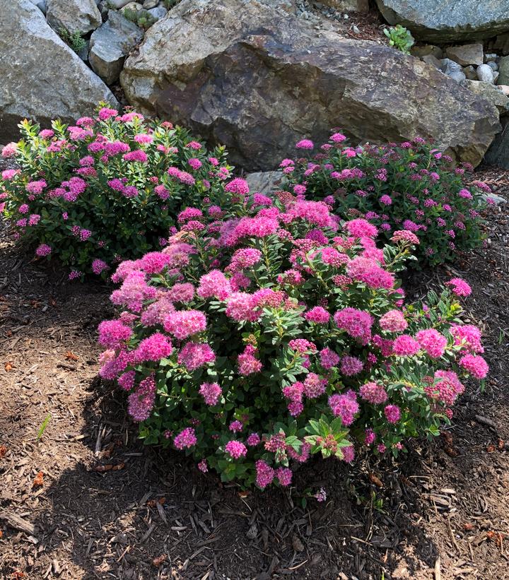 Spiraea Poprocks® Petite