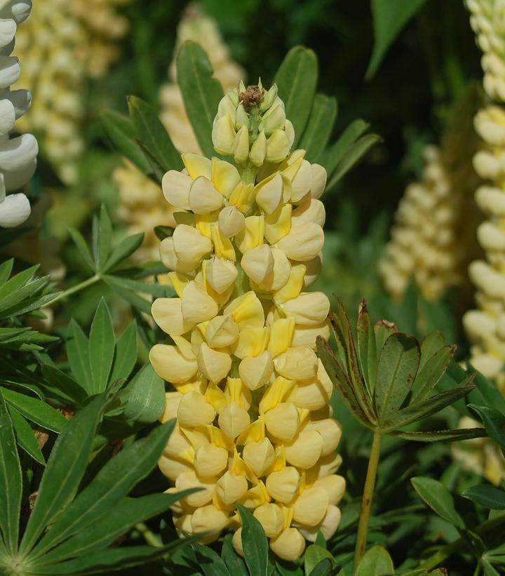 Lupinus Chandelier