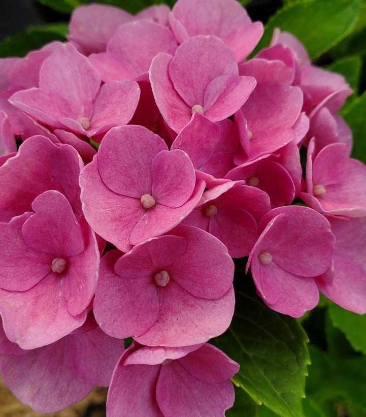 Hydrangea mac. Elizabeth Ashley