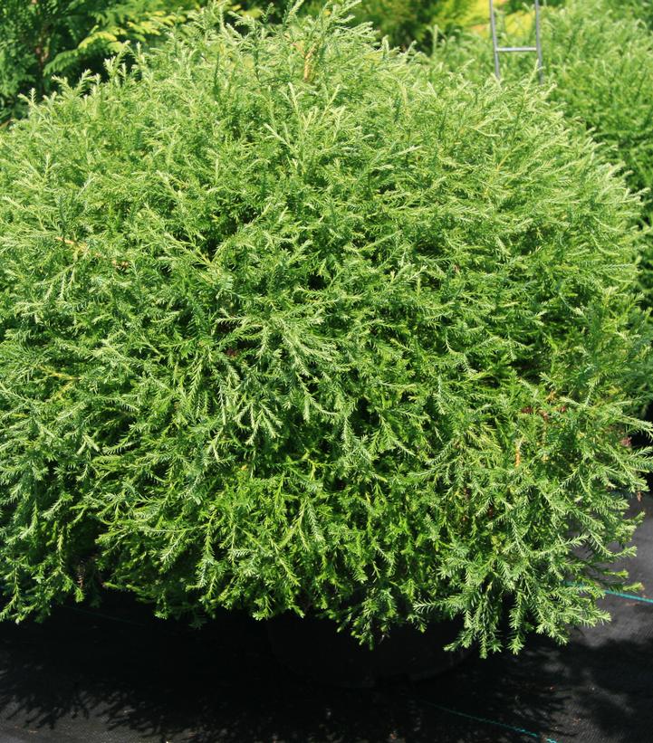 Thuja occidentalis Pancake™