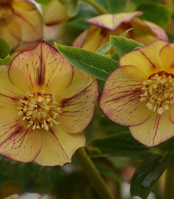 Helleborus Honeymoon® Tropical Sunset