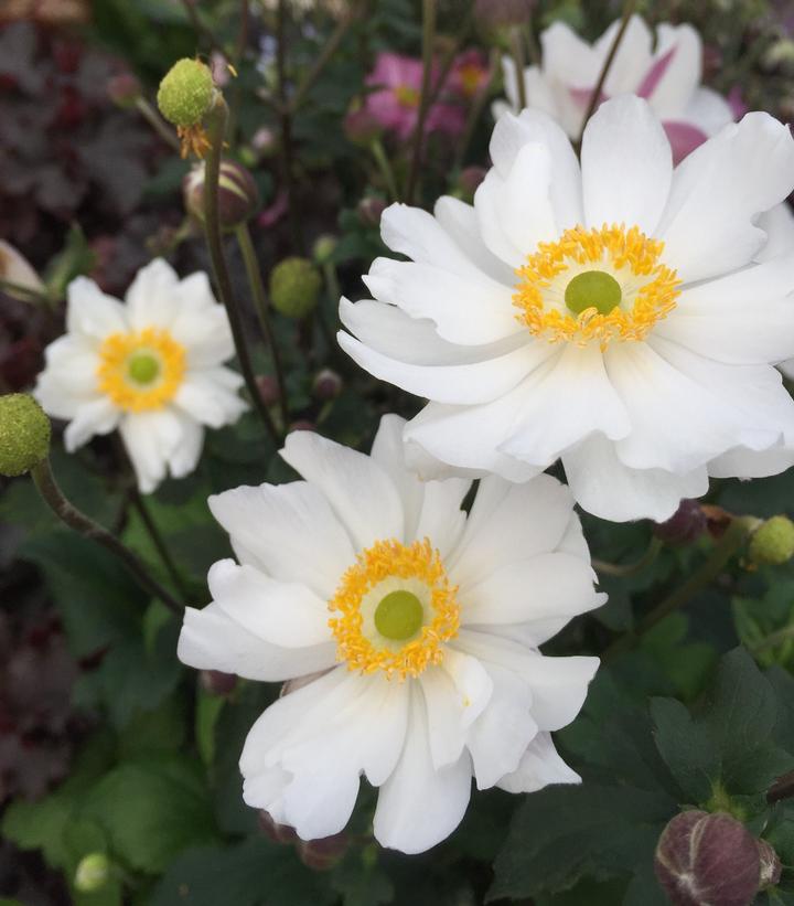 Anemone x Anemone Fantasy™ 'Snow Angel'