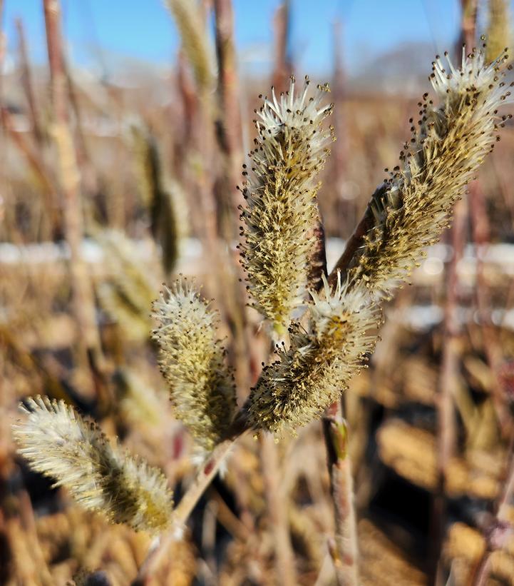 Salix gracilistyla 'Mt. Aso'