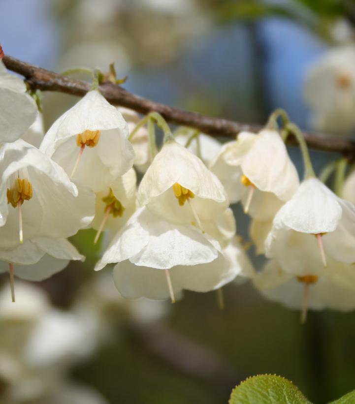 Halesia carolina 'UConn Wedding Bells'