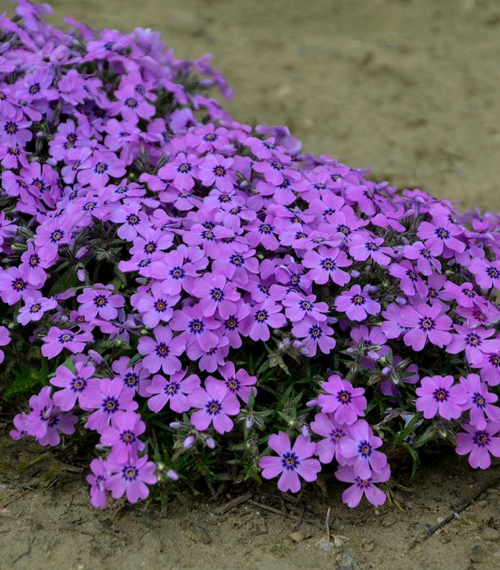 Phlox subulata 'Eye Shadow'