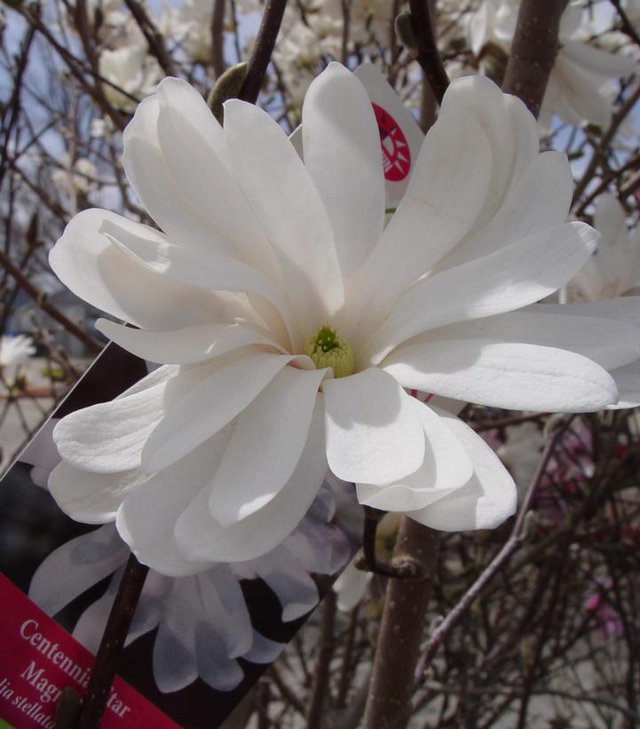 Magnolia stellata 'Centennial'