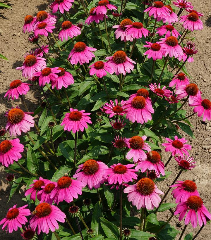 Echinacea Sombrero® Rosada