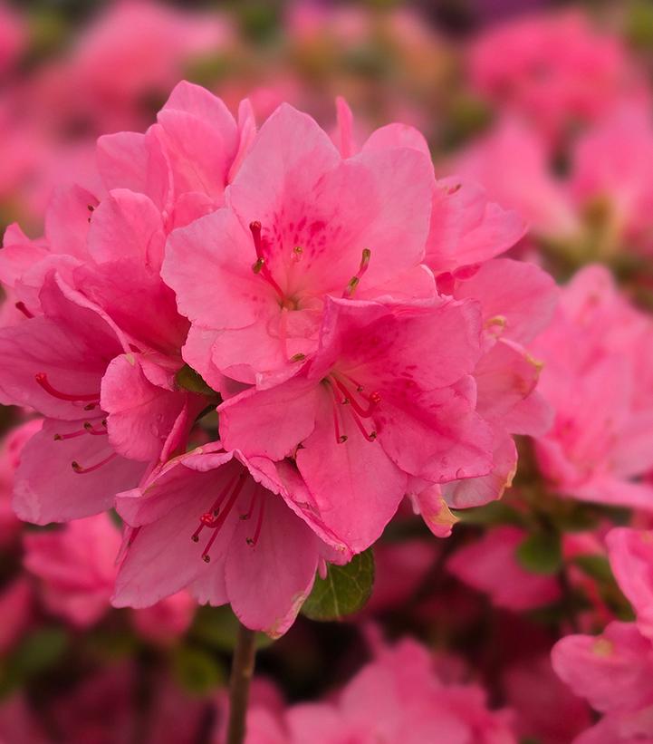 Azalea x 'Tradition'