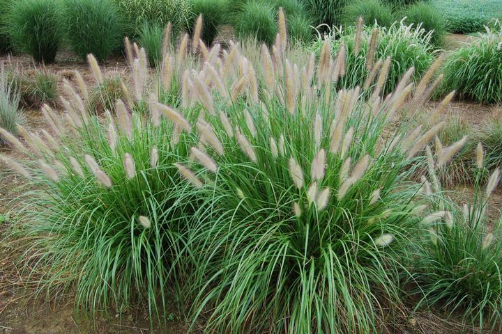 Pennisetum alopecuroides Etouffee™