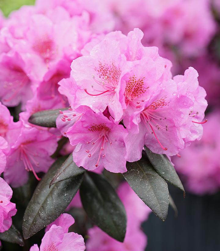 Rhododendron x Black Hat®