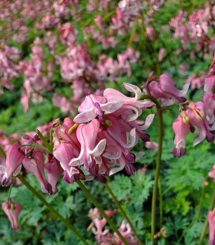 Dicentra 'Pink Diamonds'