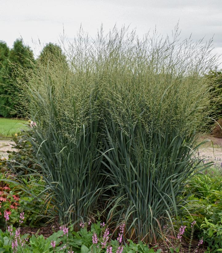 Panicum Prairie Winds® 'Totem Pole'