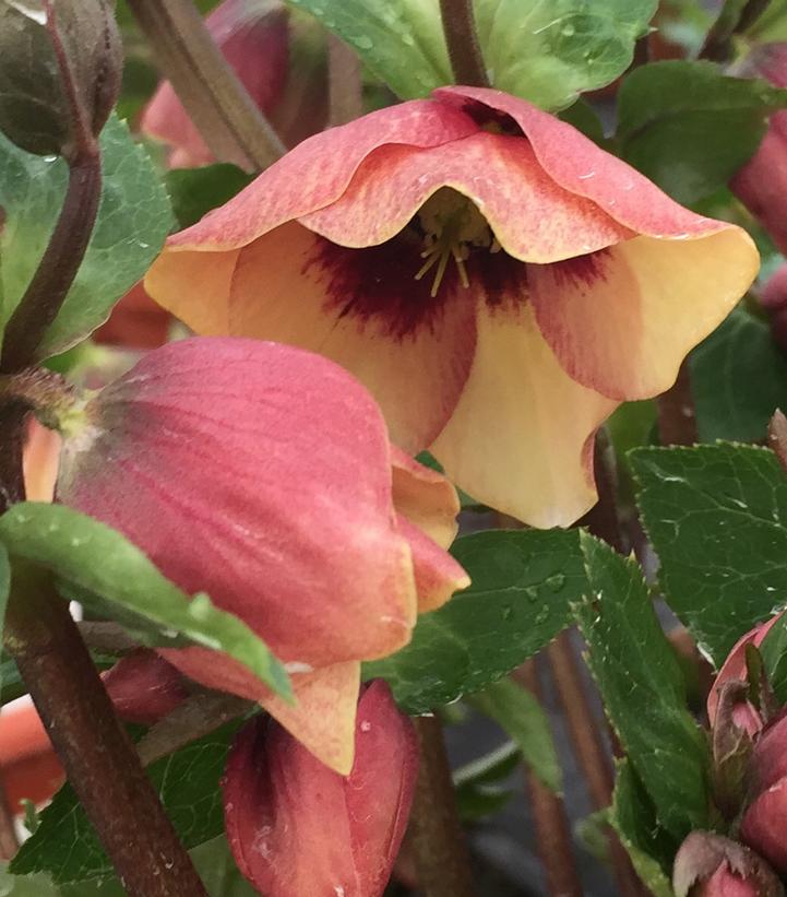 Helleborus Honeymoon® 'Sandy Shores'