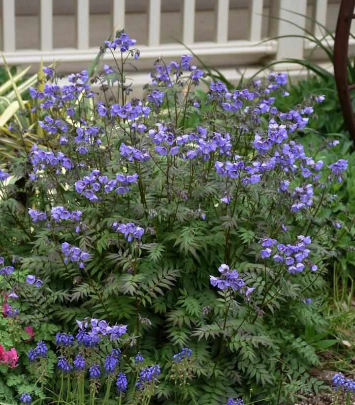 Polemonium hybrid 'Heaven Scent'