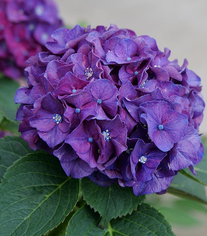 Hydrangea mac. Wee Bit Grumpy®