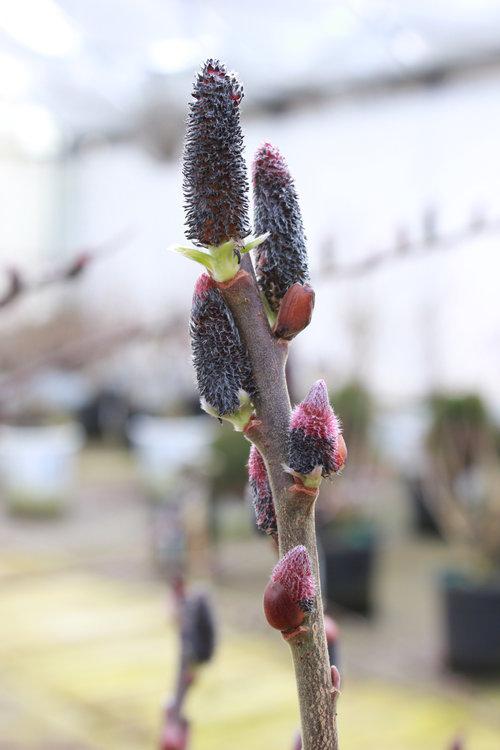 Salix chaenomeloides Black Cat®