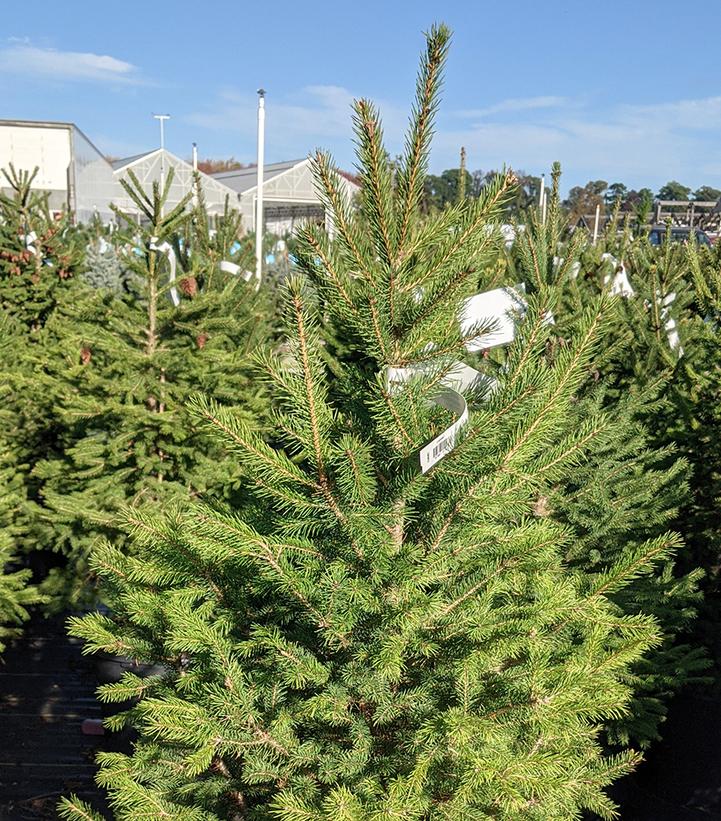 Picea glauca 'Montrose Charm'