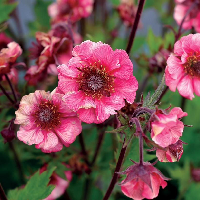 Geum Tempo™ Rose