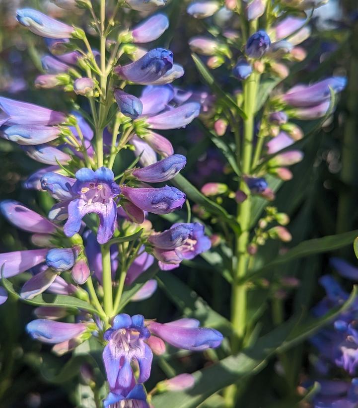 Penstemon barbatus Pristine Blue