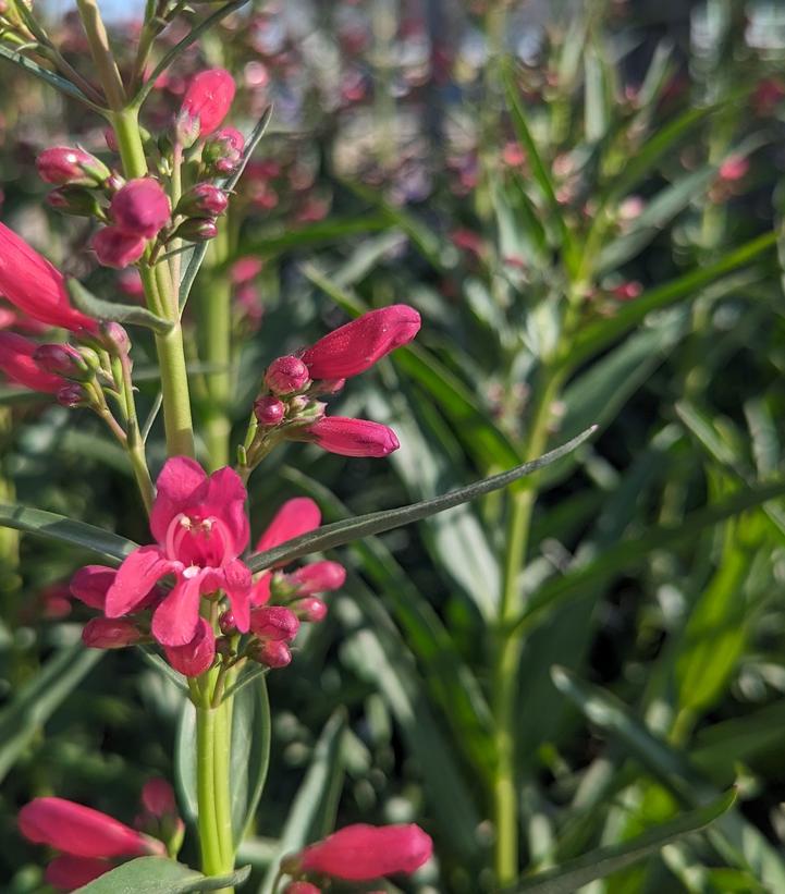 Penstemon barbatus Pristine Deep Rose