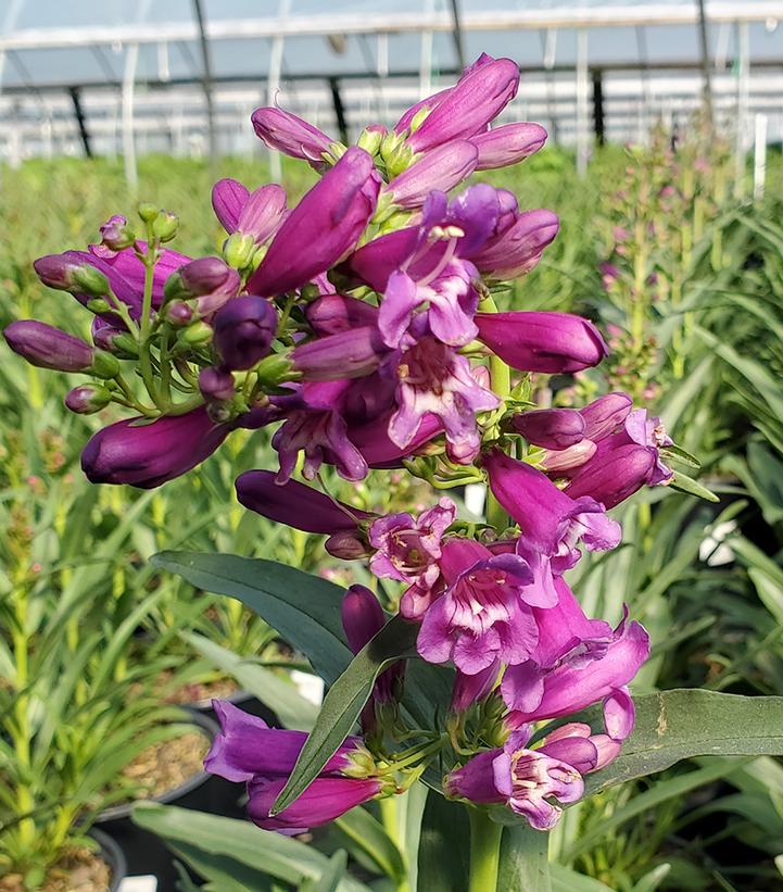 Penstemon barbatus Pristine Lilac Purple